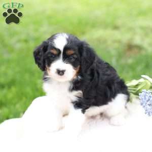 Loki, Cavapoo Puppy